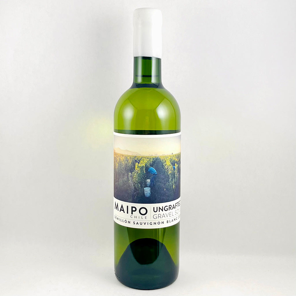 Ungrafted Maipo Semillon Sauv Blanc 2025