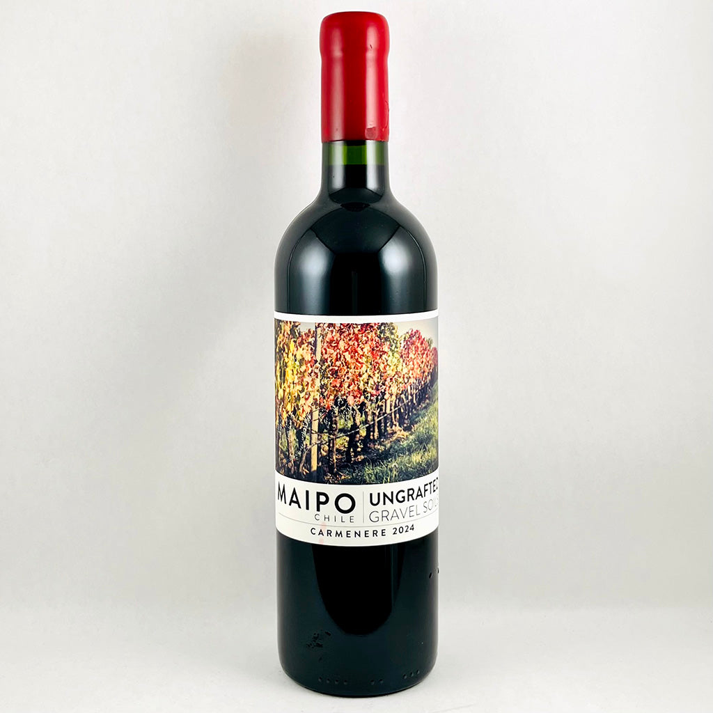 Ungrafted Maipo Carmenere 2024